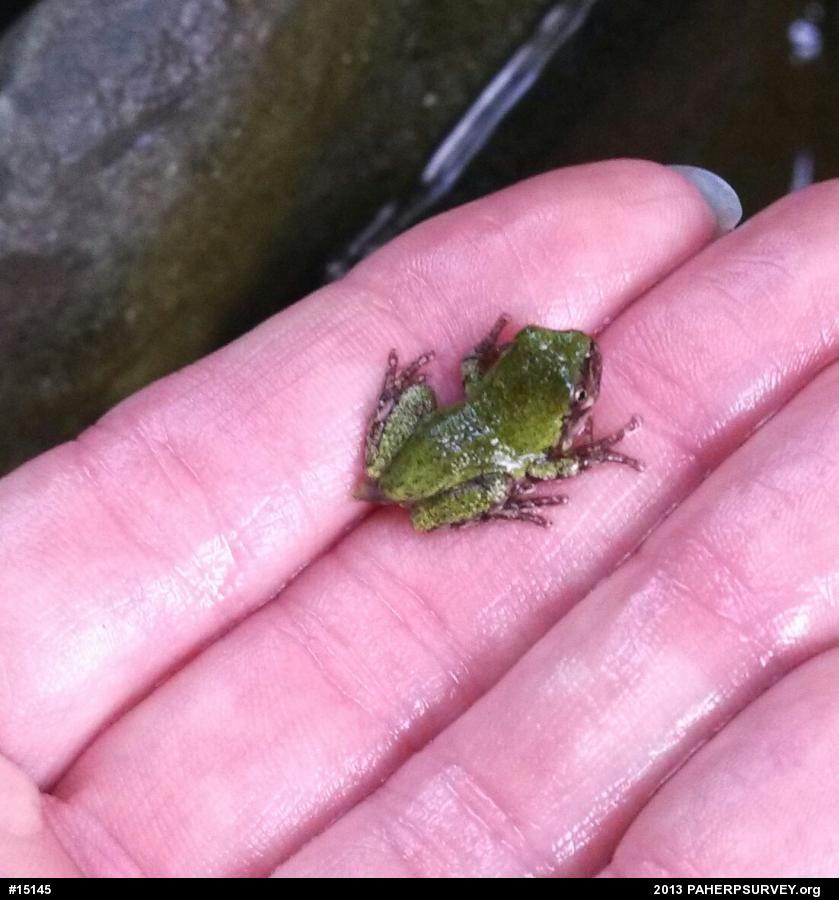Gray Treefrog