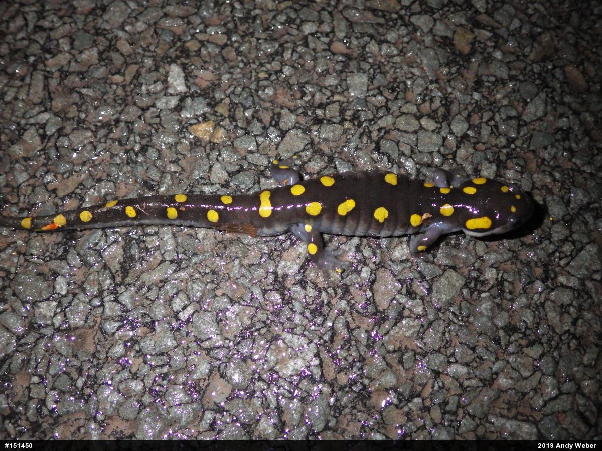 Spotted Salamander