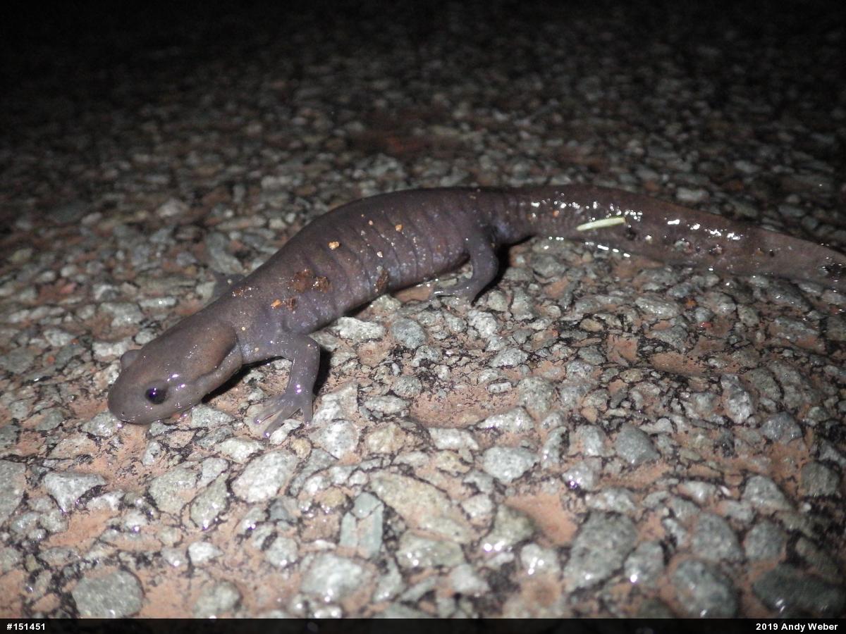 Jefferson Salamander