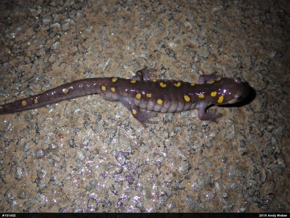 Spotted Salamander
