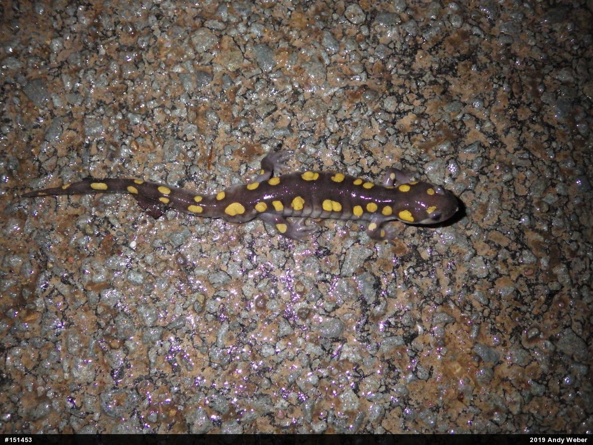 Spotted Salamander