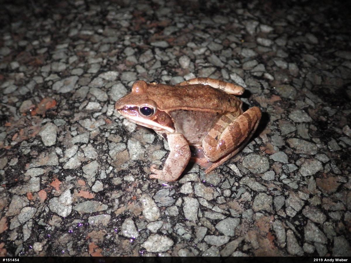 Wood Frog