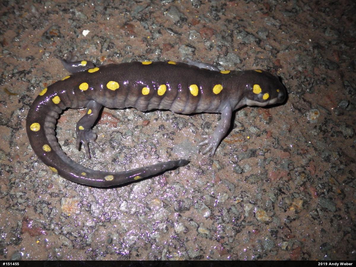 Spotted Salamander