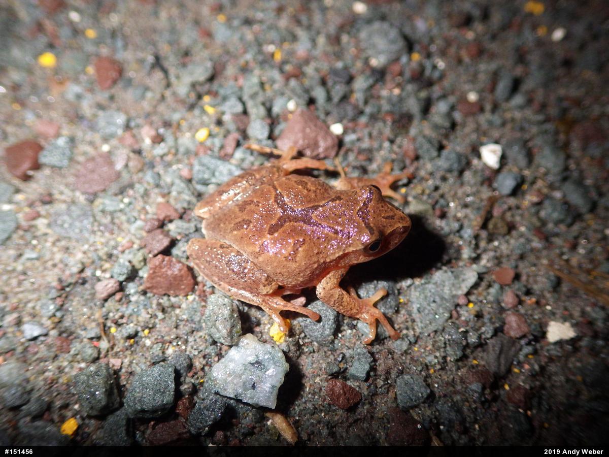 Spring Peeper