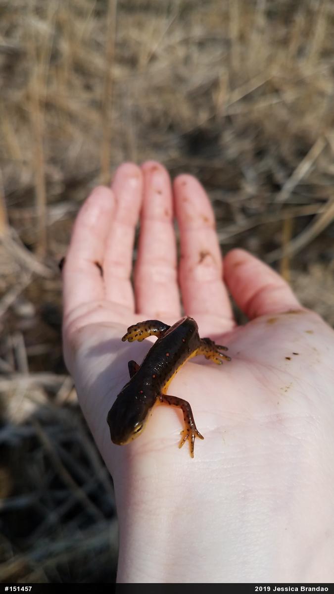 Red-spotted Newt