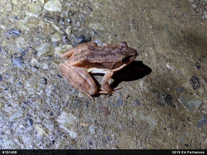 Wood Frog