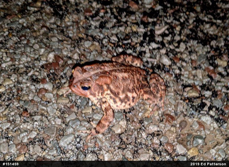 Eastern American Toad
