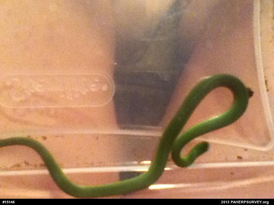 Smooth Greensnake