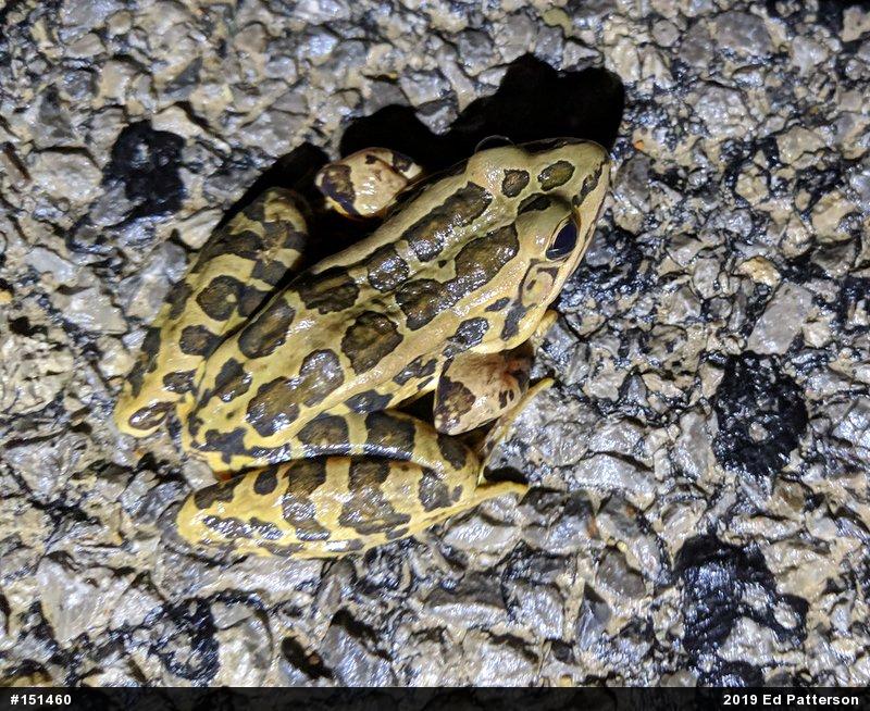 Pickerel Frog