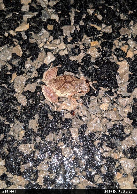 Spring Peeper