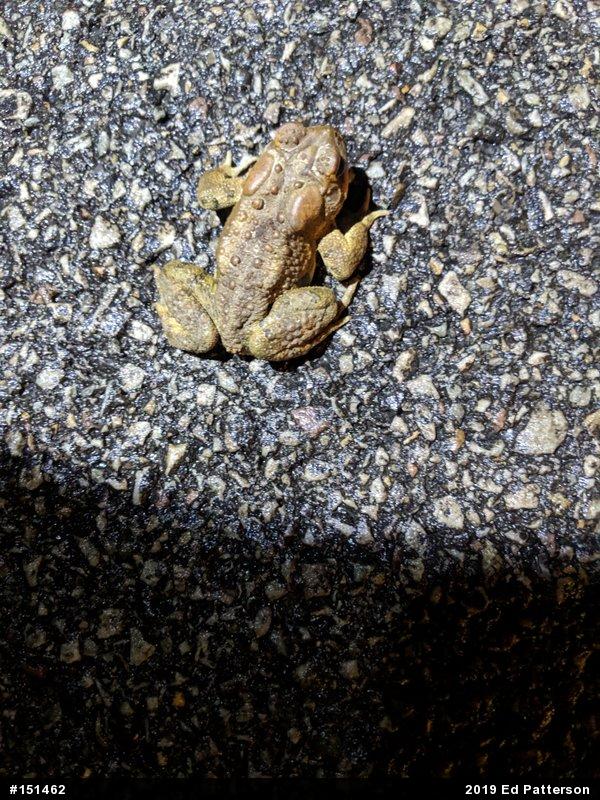 Eastern American Toad