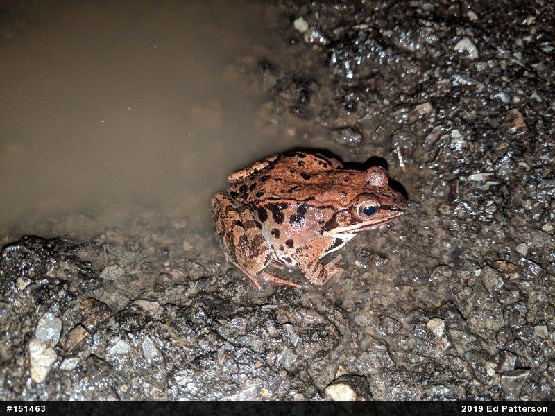 Wood Frog
