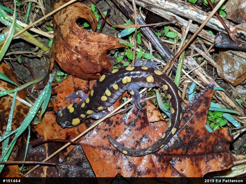 Spotted Salamander