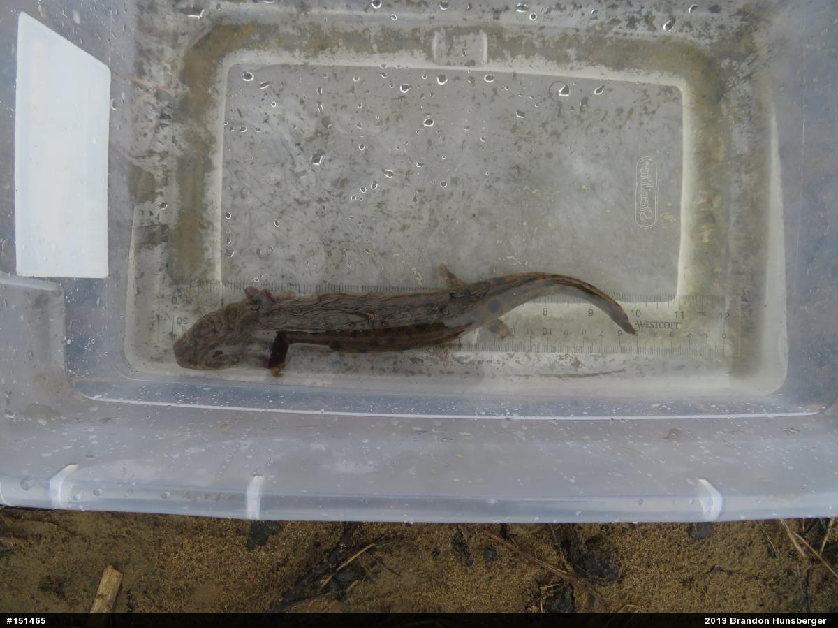 Common Mudpuppy