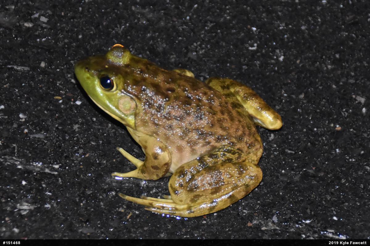 American Bullfrog