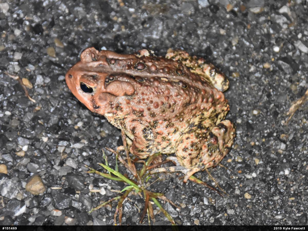 Eastern American Toad