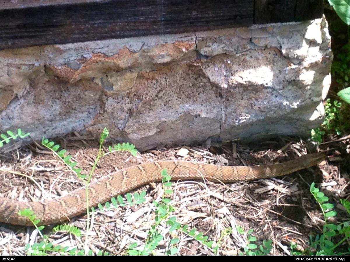 Northern Watersnake