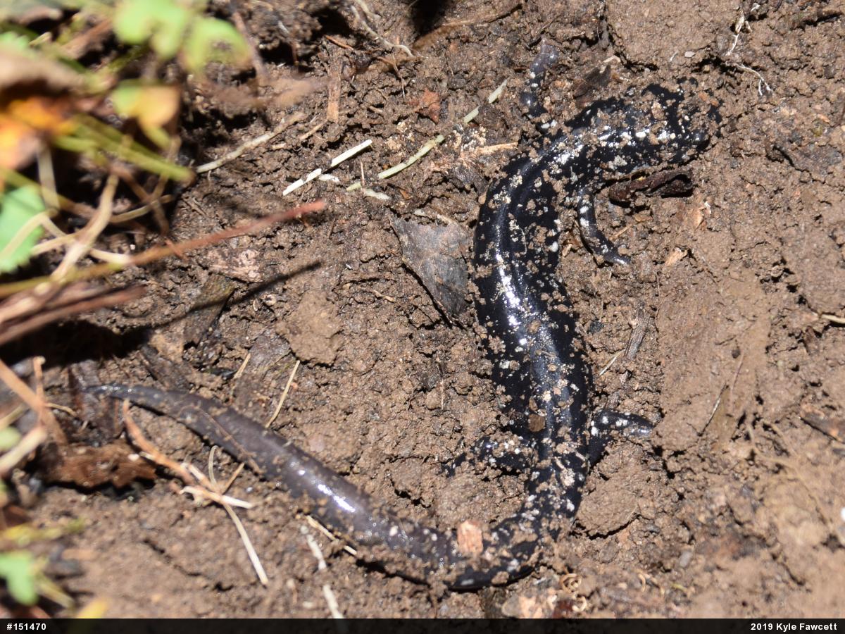 Northern Slimy Salamander