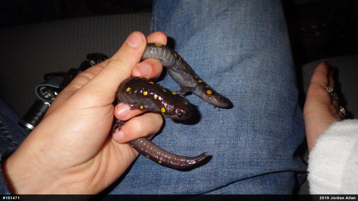 Spotted Salamander