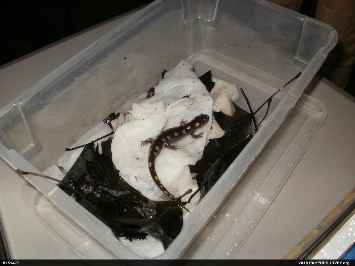 Spotted Salamander