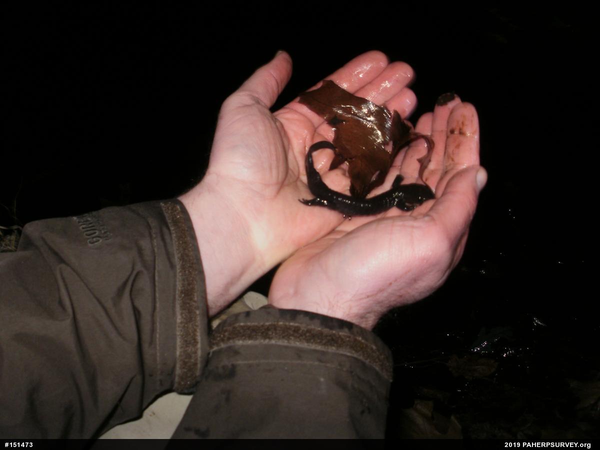 Jefferson Salamander