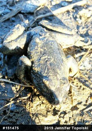 True Frogs