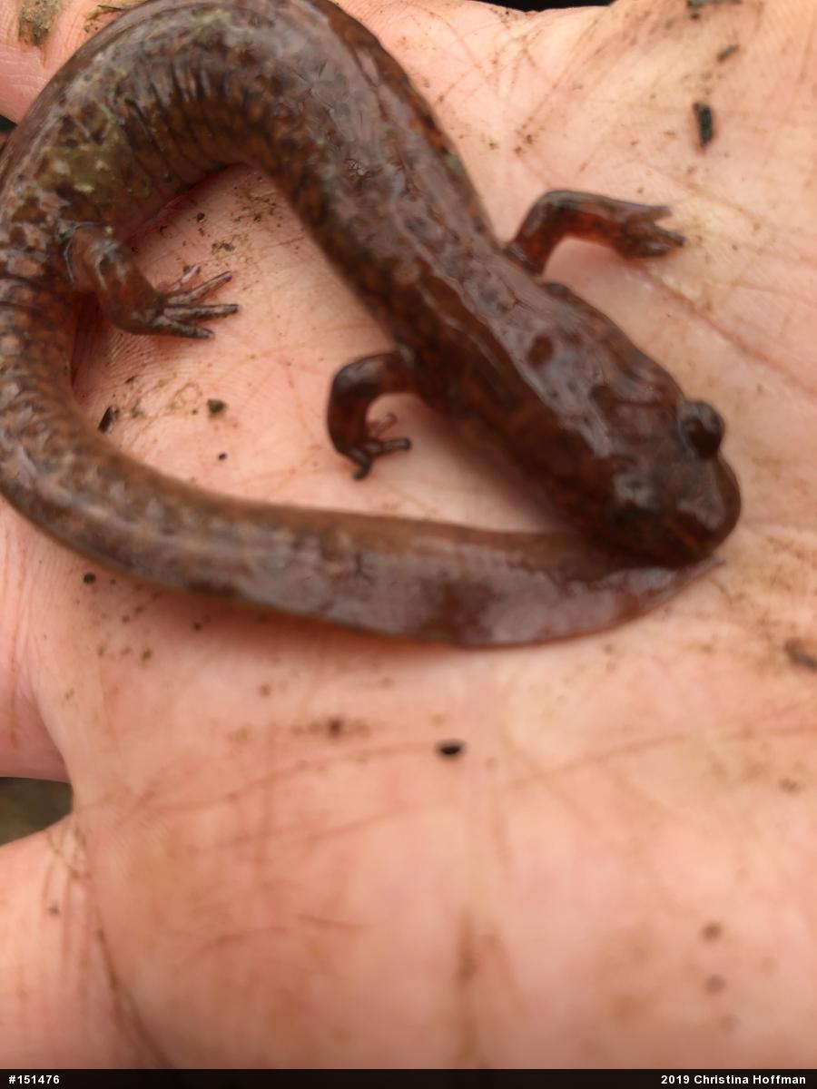 Northern Spring Salamander