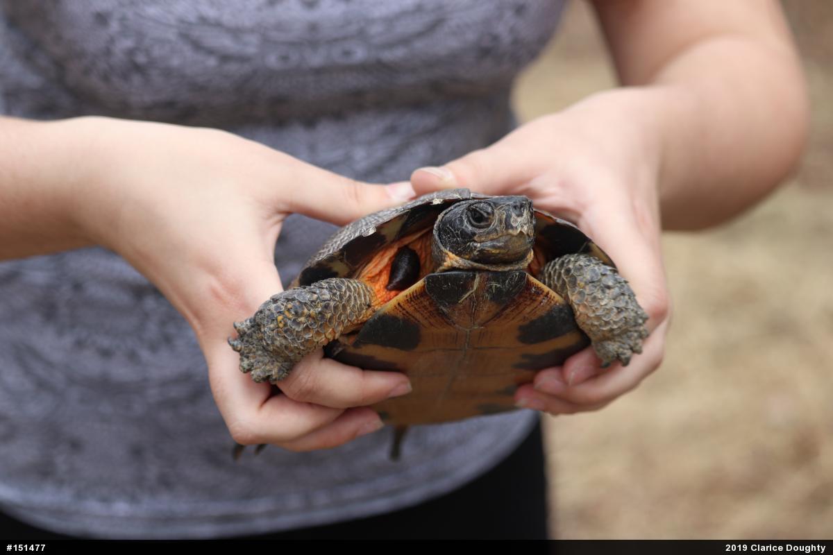 Wood Turtle