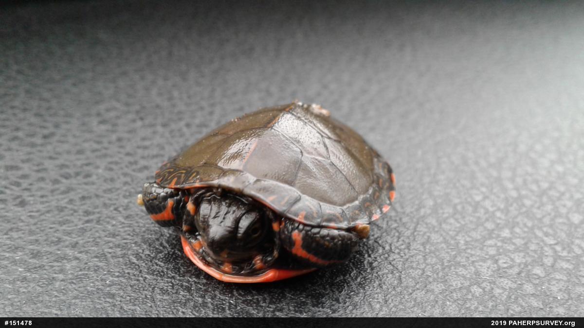 Midland Painted Turtle