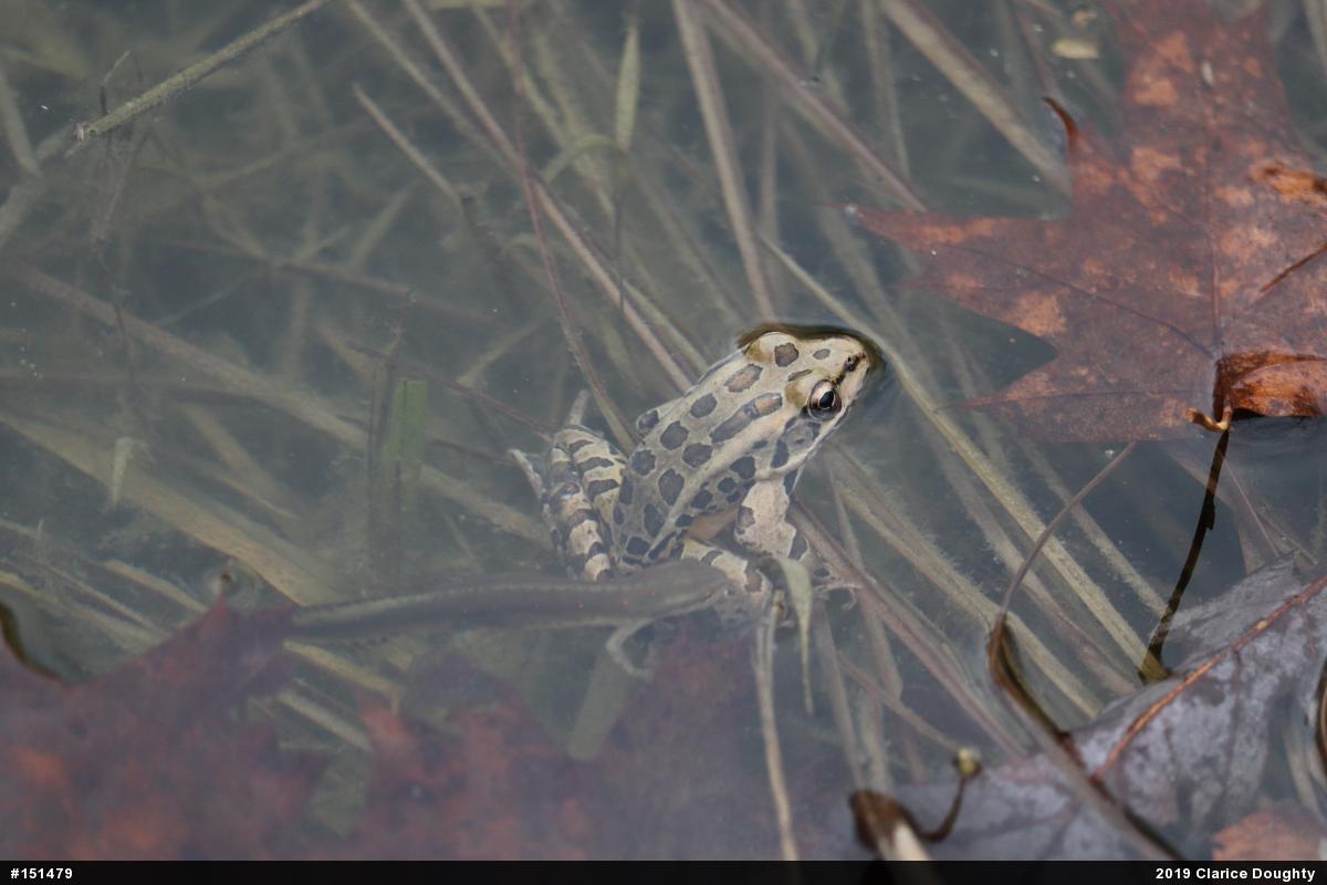 Pickerel Frog