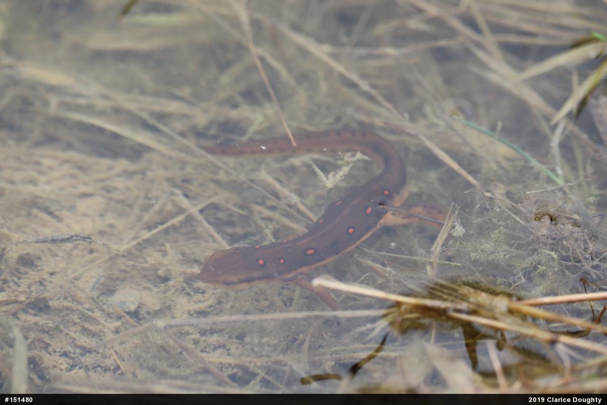 Red-spotted Newt