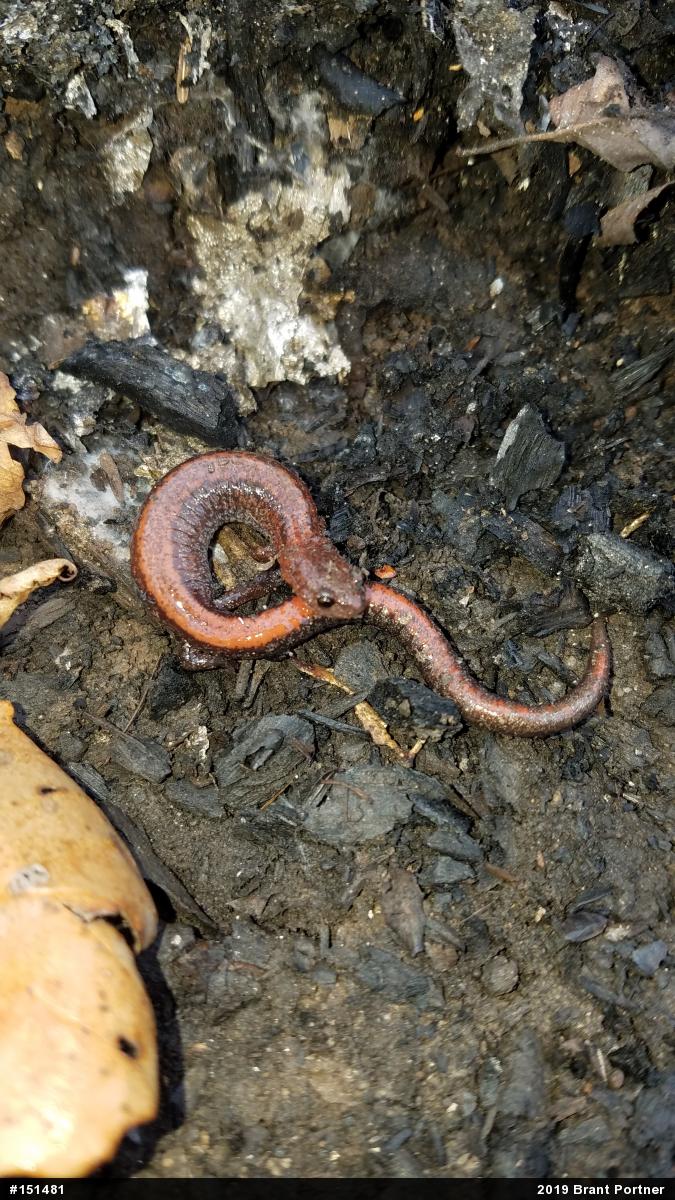 Eastern Red-backed  Salamander