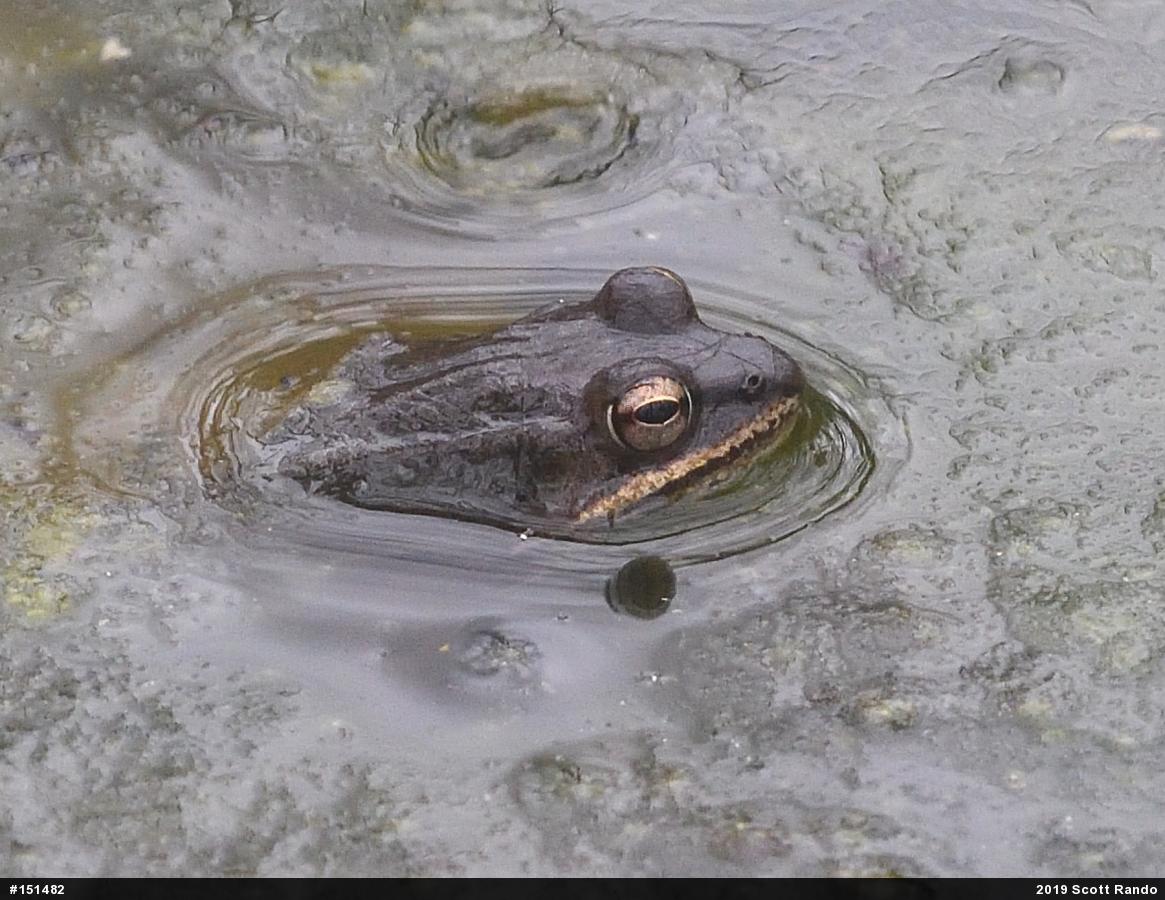 Wood Frog