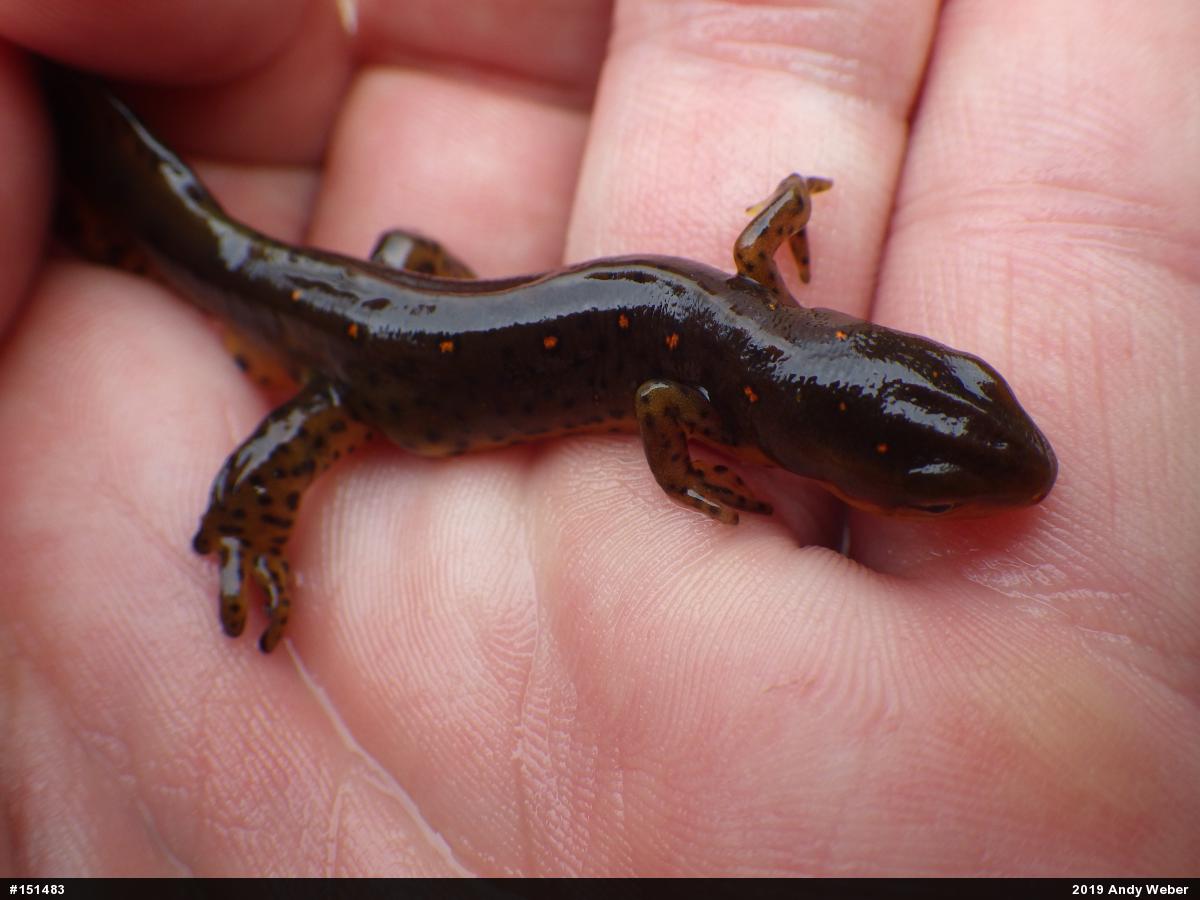 Red-spotted Newt