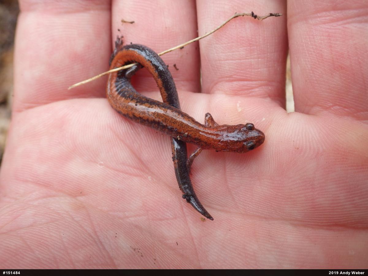 Eastern Red-backed  Salamander