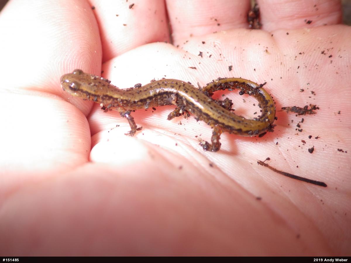 Northern Two-lined Salamander