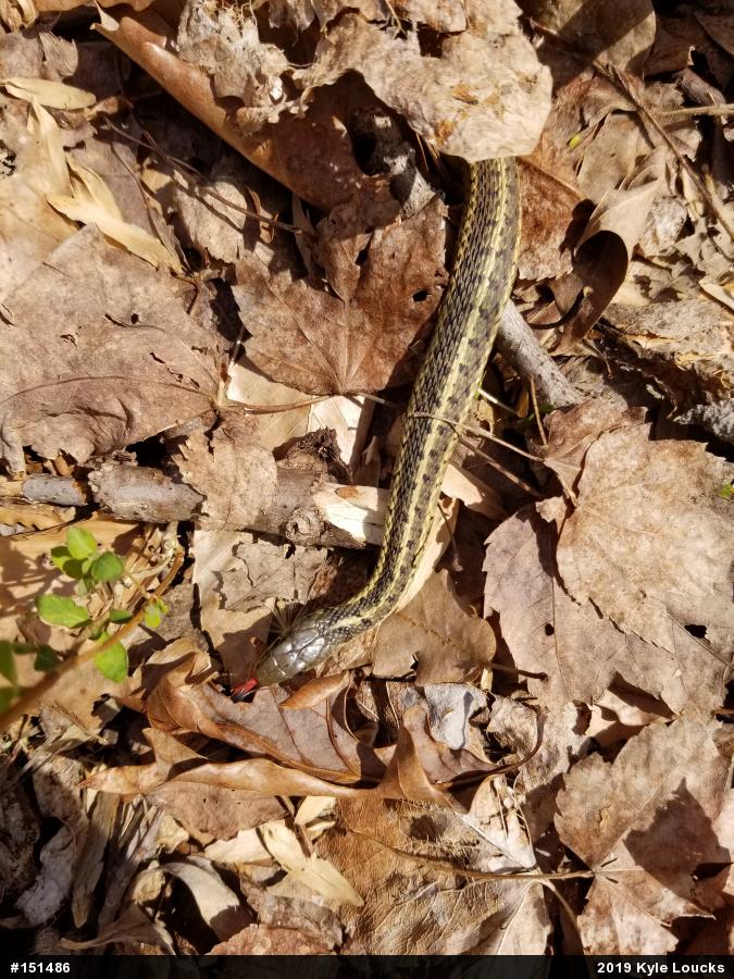 Eastern Gartersnake