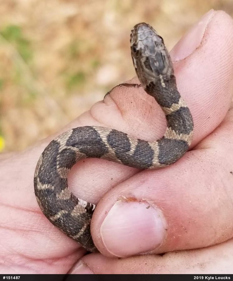 Northern Watersnake