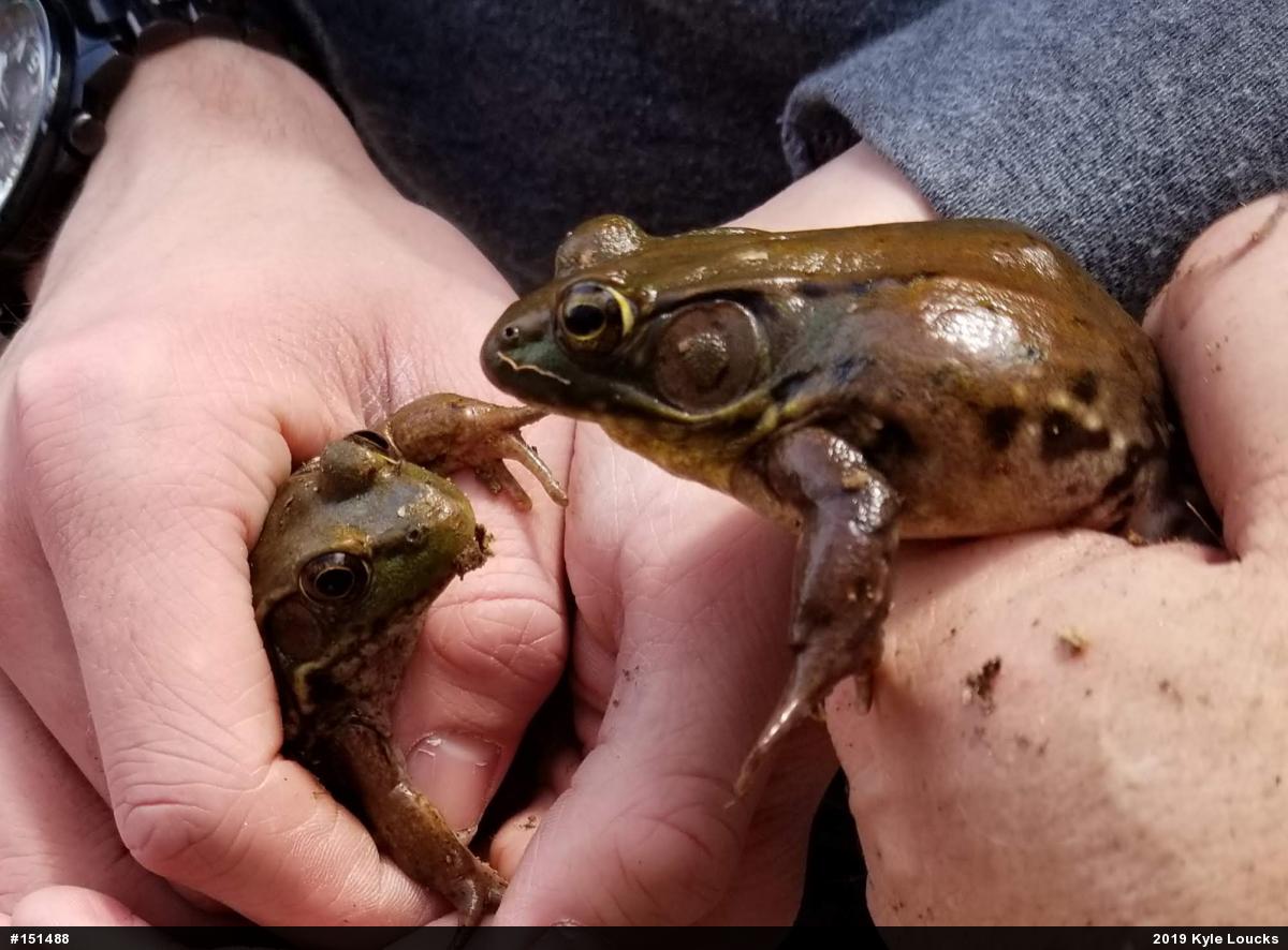 Green Frog