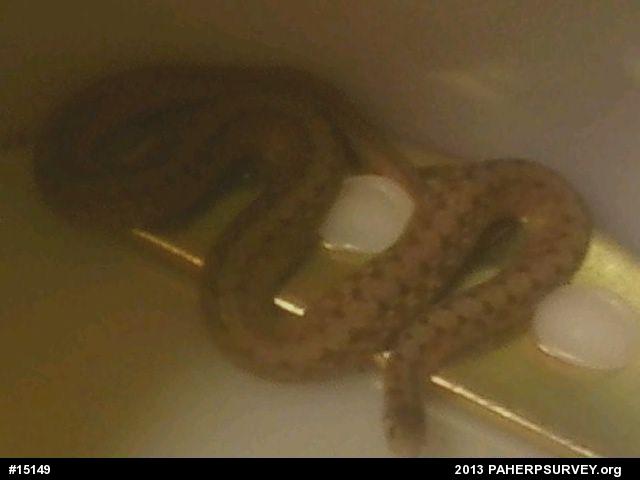 Dekay's Brownsnake
