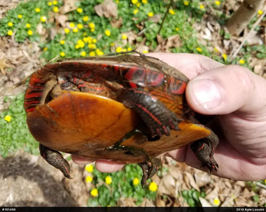 Painted Turtle
