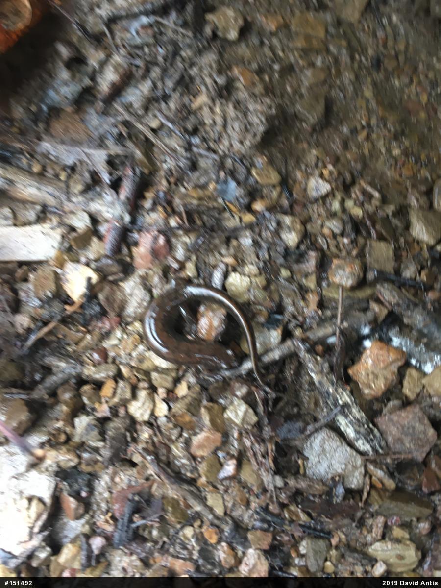 Northern Dusky Salamander