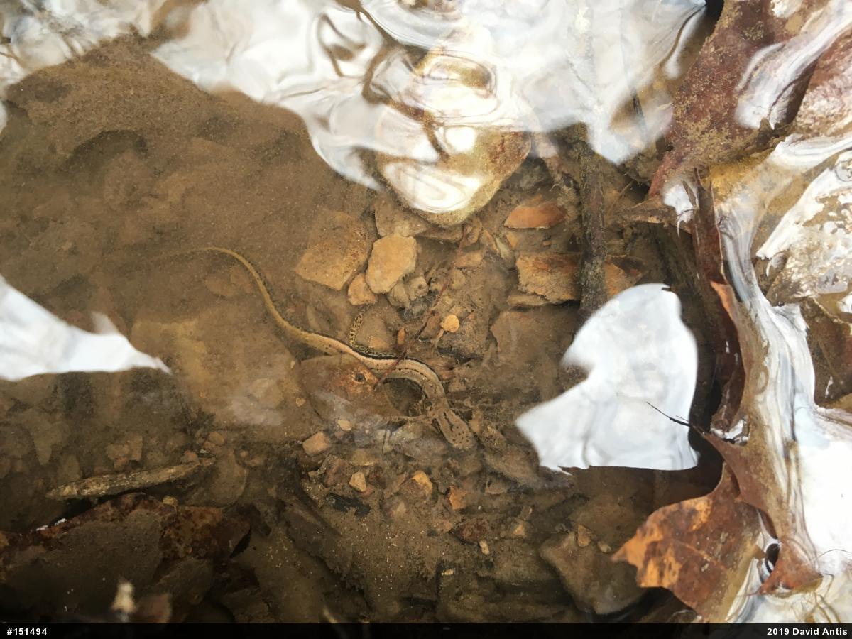 Northern Two-lined Salamander