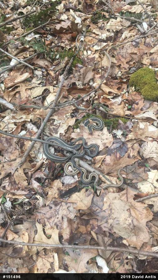 Eastern Gartersnake