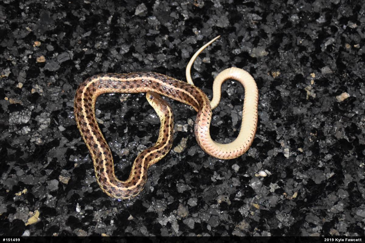 Eastern Gartersnake