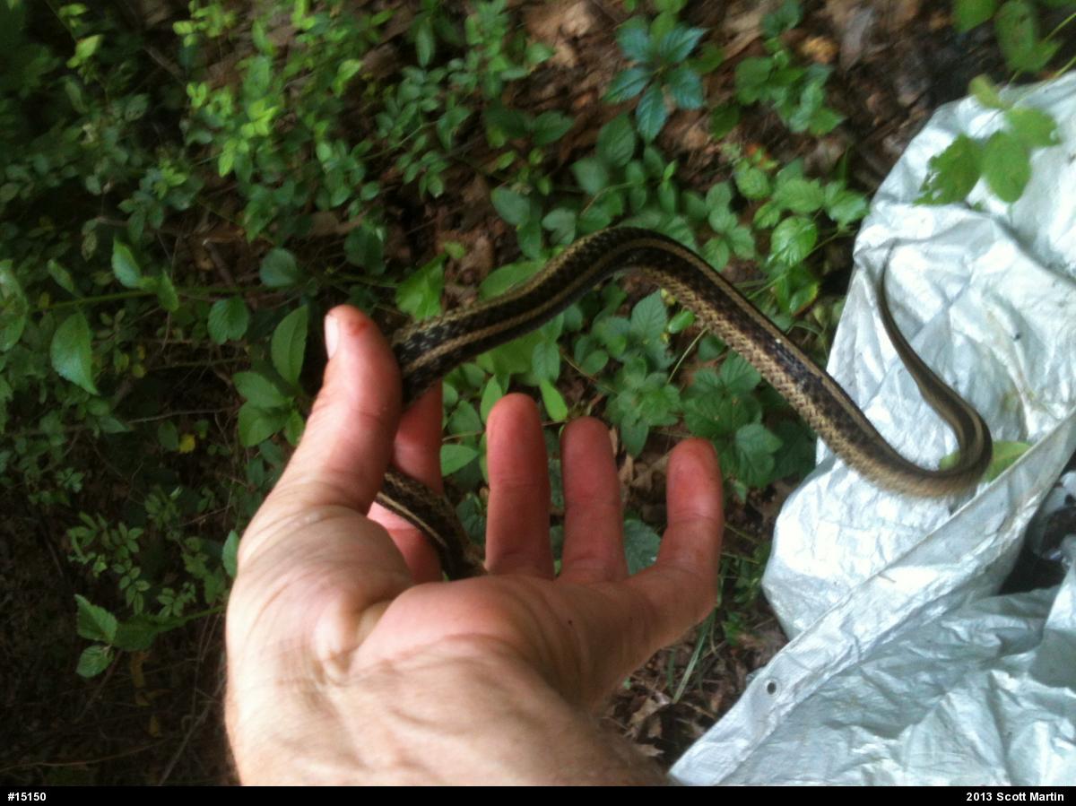 Eastern Gartersnake