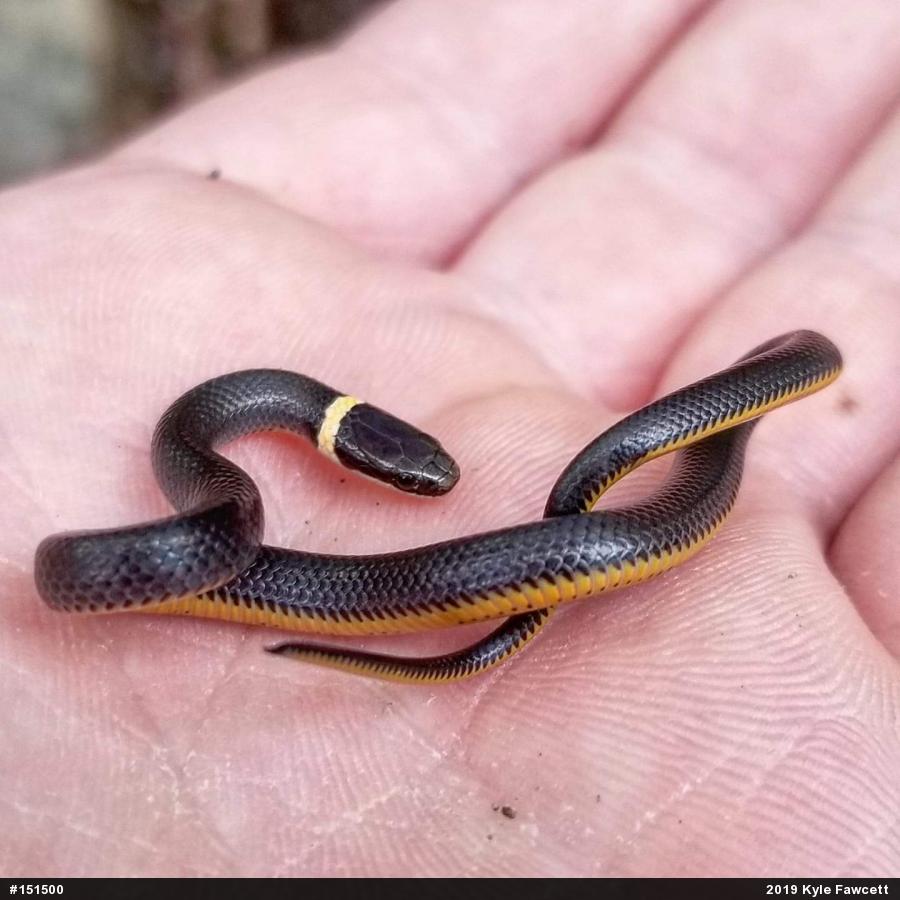 Northern Ring-necked Snake