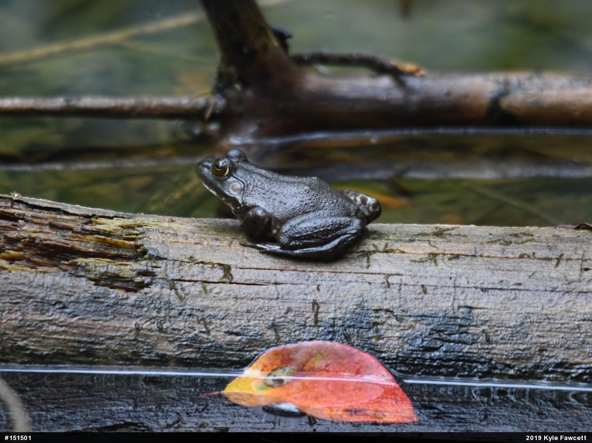 American Bullfrog