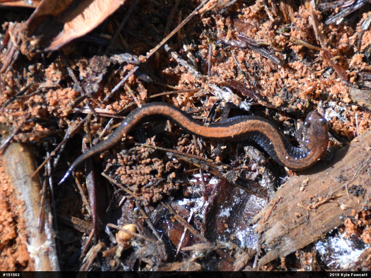Eastern Red-backed  Salamander