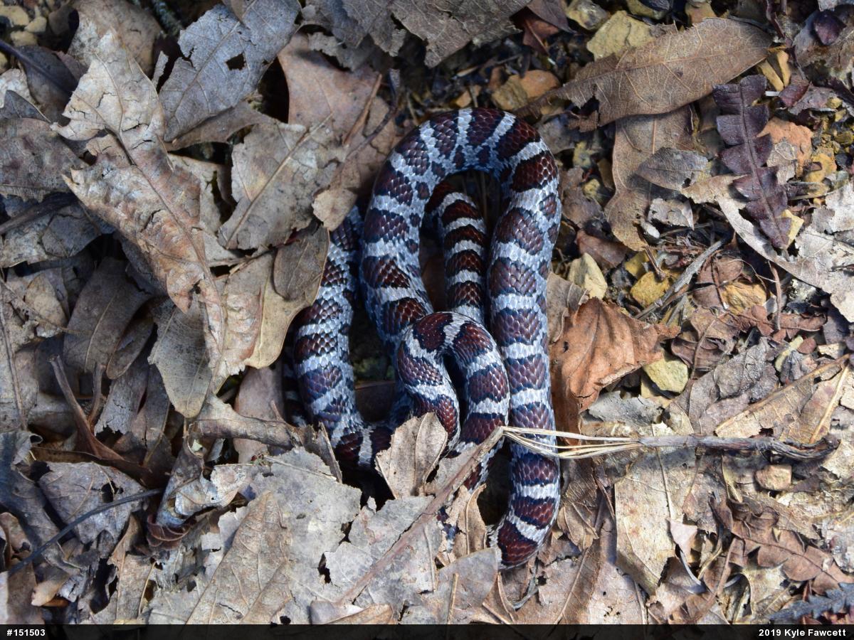 Eastern Milksnake